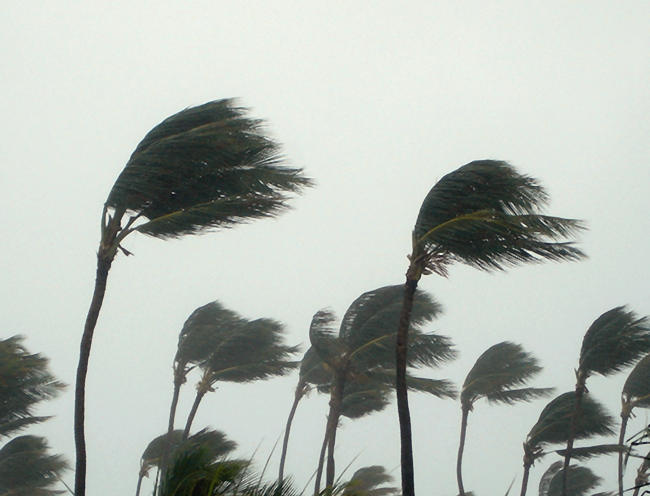 Palm trees in high winds